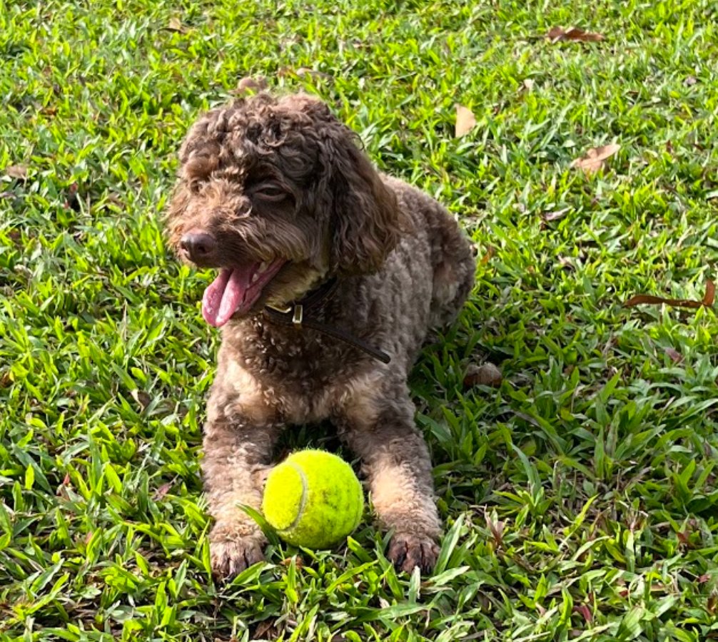 1Leetcode's tweet image. つぎはHeap, PriorityQueue