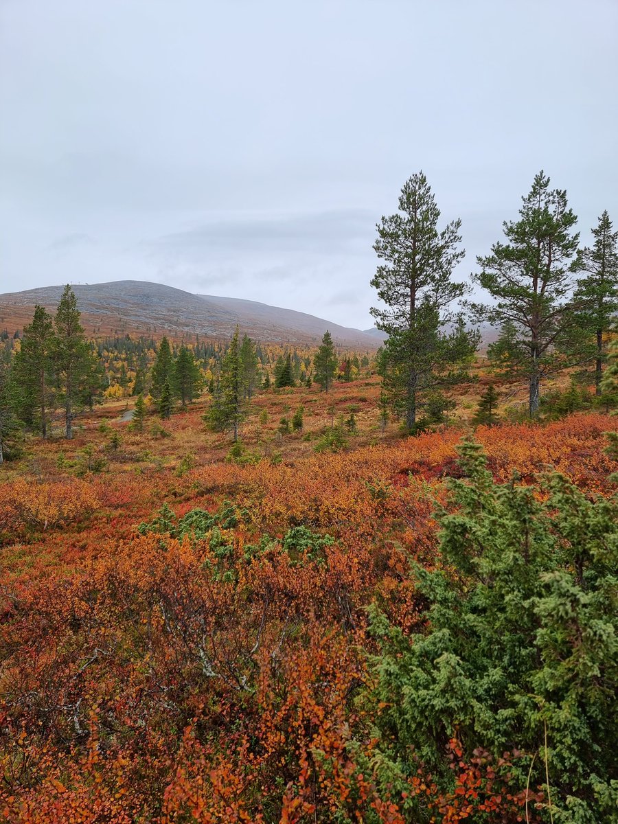 TiinaSimola's tweet photo. @Helininen1 Pallastunturin ruskaa🍁 https://t.co/idHyFutnfd