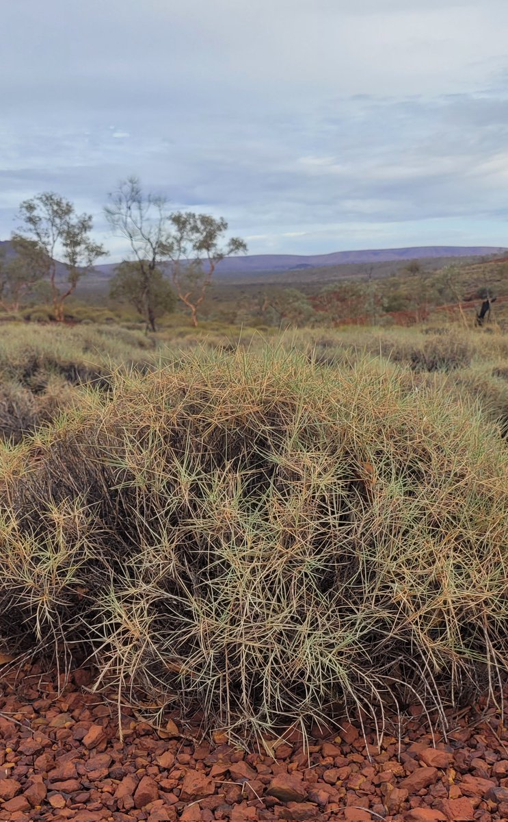 Triodia vanleeuwenii growing in Nyiyaparli country For you @S_van_Leeuwen #healingcountry #restore