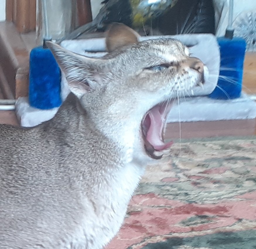 cat_yawns's tweet photo. Who do you think Speedball's yelling at? https://t.co/L94KYqRW3J