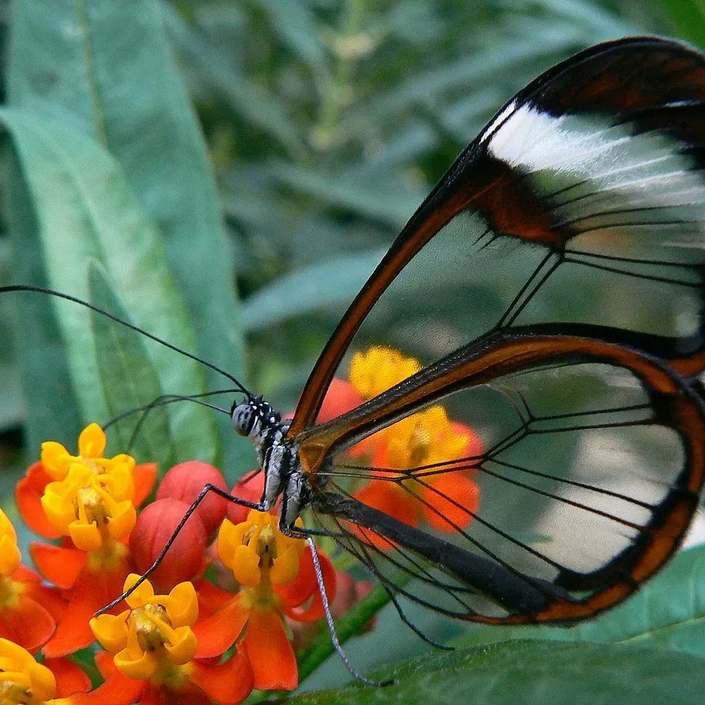 RisaleNow's tweet photo. (1) Question: Can we possibly say that a particular existent - a glasswing butterfly for example - “is brought into existence by the causality of the world”, in the sense that it comes into existence by way of the confluence of causes?

The answer is from the Epistle on Nature: https://t.co/4MFb8CkYO9