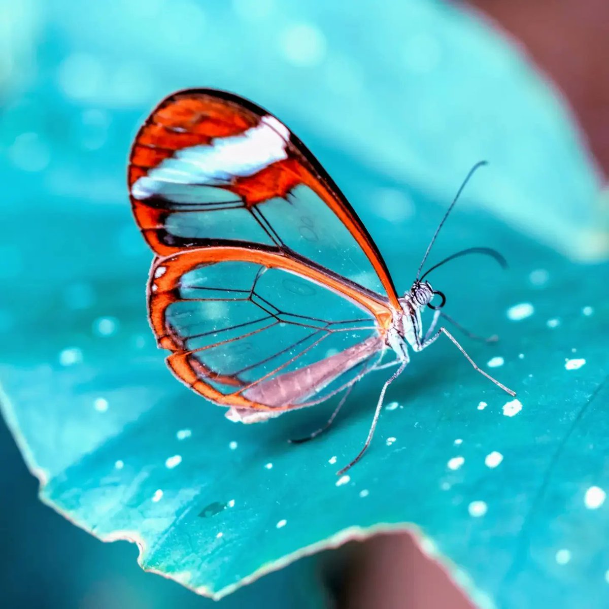 RisaleNow's tweet photo. (1) Question: Can we possibly say that a particular existent - a glasswing butterfly for example - “is brought into existence by the causality of the world”, in the sense that it comes into existence by way of the confluence of causes?

The answer is from the Epistle on Nature: https://t.co/4MFb8CkYO9