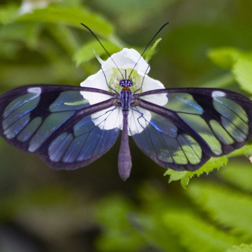 RisaleNow's tweet photo. (1) Question: Can we possibly say that a particular existent - a glasswing butterfly for example - “is brought into existence by the causality of the world”, in the sense that it comes into existence by way of the confluence of causes?

The answer is from the Epistle on Nature: https://t.co/4MFb8CkYO9