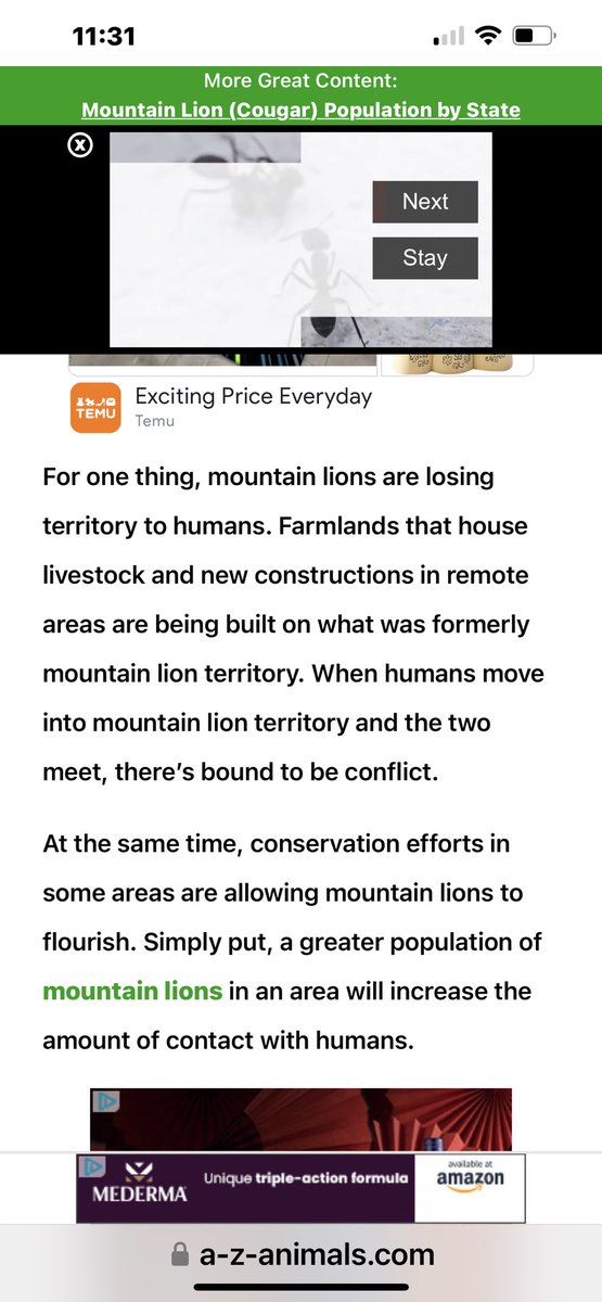 Heklina's tweet photo. @vanderkooey If you are not bothering their territory or cubs, you have a better chance of being hit by lightning than being killed or attacked by a mountain lion. They are losing their territory due to humans. Protect your pets but leave mountain lions alone https://t.co/GIcuL6Jqu3