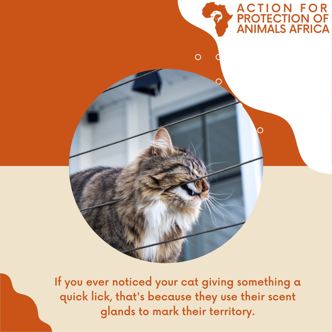 Action for Protection of Animals Africa - APAA (@action_apaa) / Twitter Action for Protection of Animals Africa - APAA (@action_apaa) / Twitter
