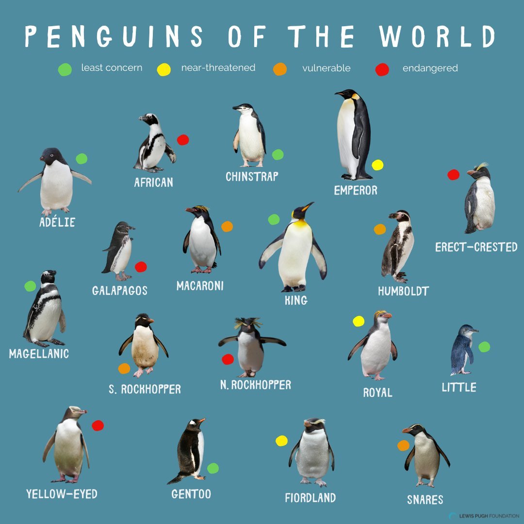 There are 18 known species of penguin. My favourite is the Northern Rockhopper. Which is yours? 🐧💕🤔
#PenguinAwarenessDay