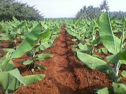 In tissue culture farming, The first harvest would yield 450 banana bunches with an average weight of 22 kgs. A kilo of the fruit is sold at Sh 20, which means a farmer stands to make Sh 198,000 on the lower side.
#Inspire_Farmers
#AgribusinessTalk254