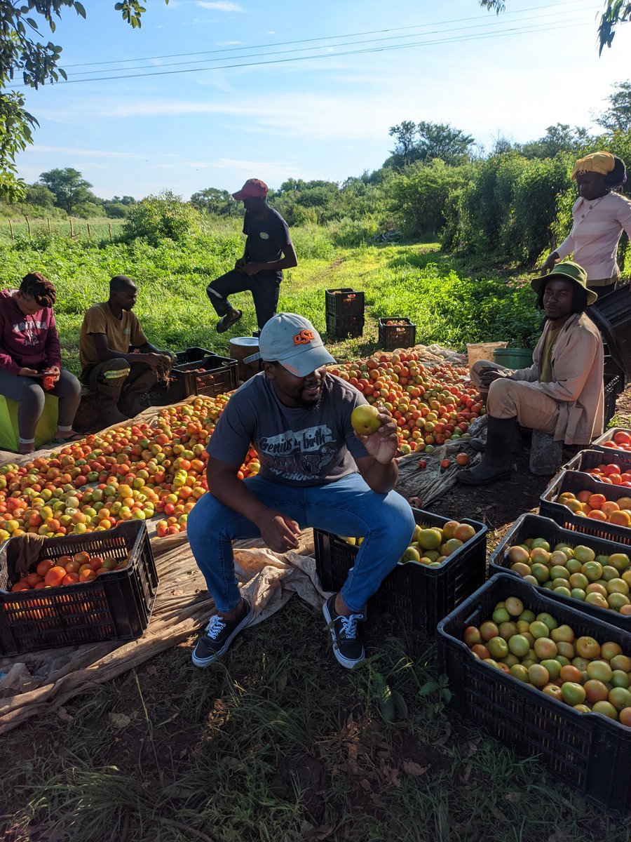 TonyMoyoB's tweet photo. Did you know that @SeedCoVegZim
Offer free Agronomy support.

Daisy F1
Its a determinate variety with Long shelf life,bright red,uniform fruit.
It has round fruit with avarage weight of 200g.
It takes only 80 days to maturity.

Buy your seed today...we help you grow
0776601392 https://t.co/FFie5yVvg8