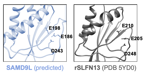 Lucie_Virevolte's tweet photo. We found that SAMD9L inhibits HIV at the translation step, and @Alexandre_Lgrnd was the one, who found the homology, and uncovered the importance, of the Schlafen #SLFN-like box! 🔥 6/ https://t.co/B4NIQIkp69