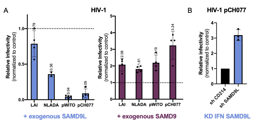 Lucie_Virevolte's tweet photo. Here, we found that IFN-inducible #SAMD9L, and #not #SAMD9, restricts #HIV-1, and especially Transmitted/Founder patient strains. 4/ https://t.co/9BGFlLBiJ8