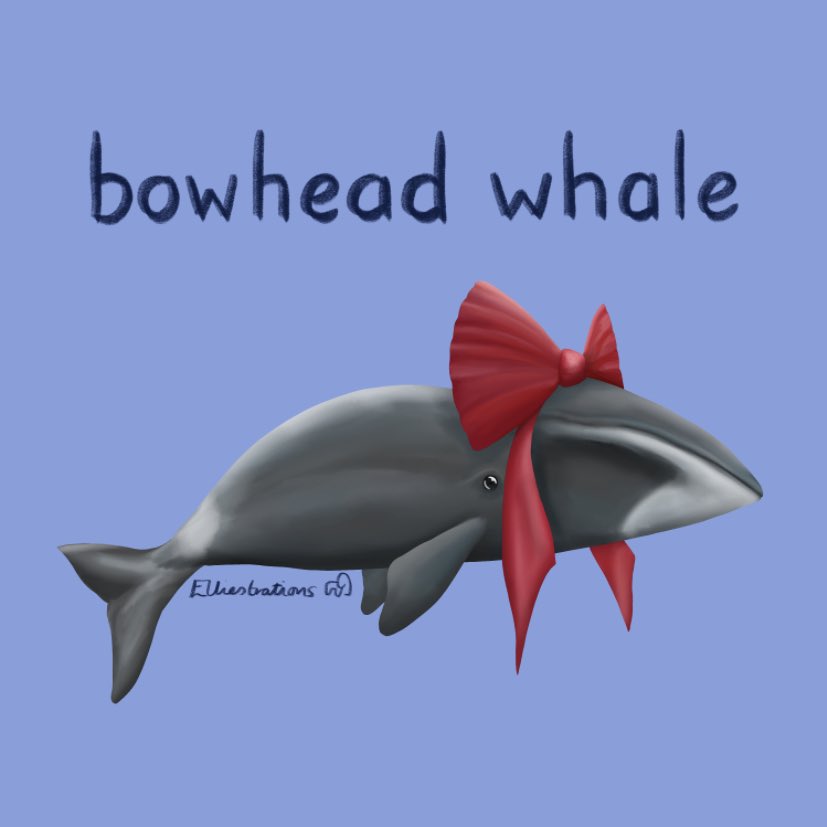 I’ve been digging through the archives (essentially my photos…) and have found more marine mammal silliness. Here is a bowhead whale, ready for Friday in all its finery! #whale #illustration #marinemammal