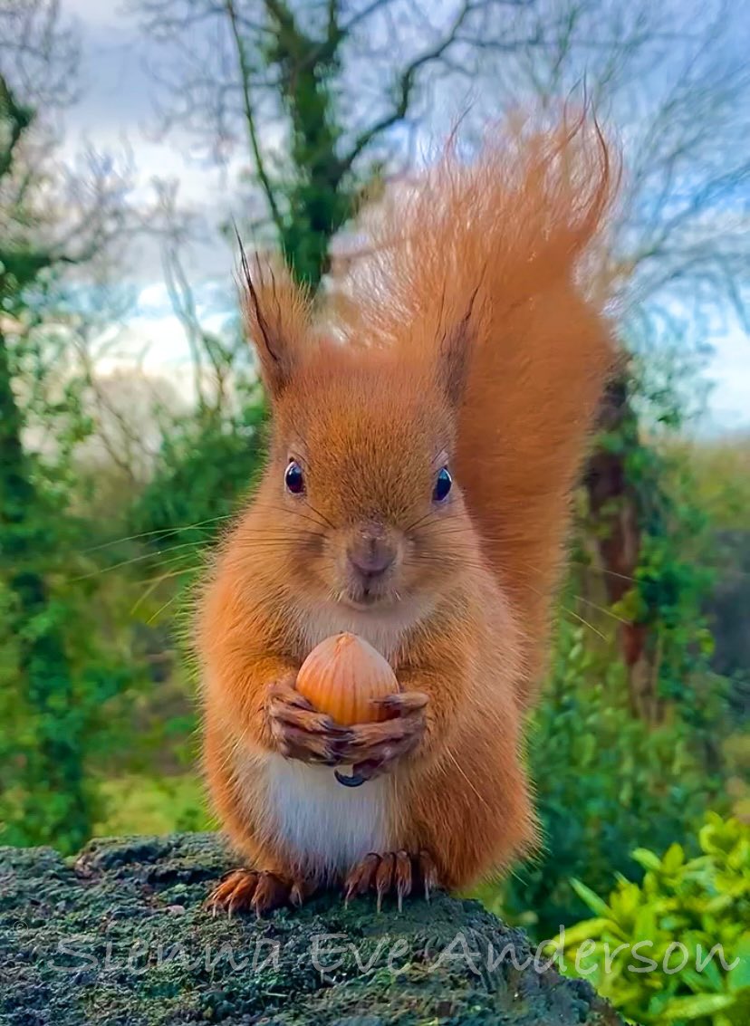 Good morning from little Red. #RedSquirrel #redsquirrelappreciationday #RSST #isleofwight