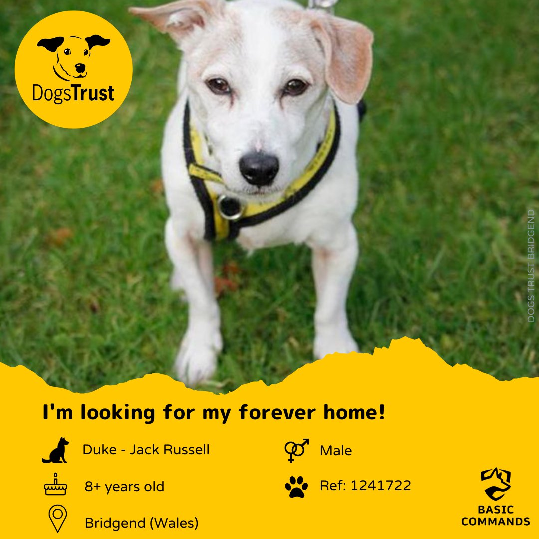 BasicCommands's tweet image. 🏠 Rehome Friday brings us Duke
.
🐶 Duke is a Jack Russell currently with Dogs Trust at their Rehoming Centre in Bridgend.
➡️ loom.ly/QmCykIU
.
@dogstrust_bridgend @dogstrust
#dogstrust #rescuedog #rescuedogsoffacebook #adoptdontshop #dog #dogs #jackrussell
