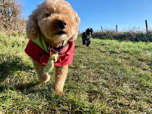 TouchBase_UK's tweet photo. Let's ensure we remember to involve all our senses especially when co-regulating!
#schoolpet #touchbaseteam #masie #cockapoo #naturelovers #walks @SebdaOrg @nurtureuktweets
@CoramBAAF https://t.co/CAzFUlssT8