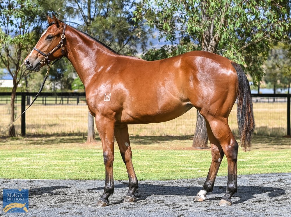 StrongBldStock's tweet photo. 📣 Great value filly with Magic Millions winning trainer 💫 

By early speed machine UNITE AND CONQUER out of SHAMURT

🎩 To be trained by @mmsnippets 2YO Classic winning @tonygollan who also trained the dam

🚨 Only 15% remaining

Don’t miss out
admin@strongbloodstock.com.au https://t.co/2lILSt0GEi