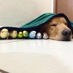 Photo by Animals Pics (@AnimalsPics69)