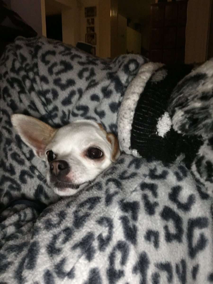 Over volgen op Twitter help.twitter.com/nl/using-twitt… 
Mijn baasje en ik kunnen al een week lang geen nieuwe volgers aanmerken. Help ons en volg ons! #volgers.