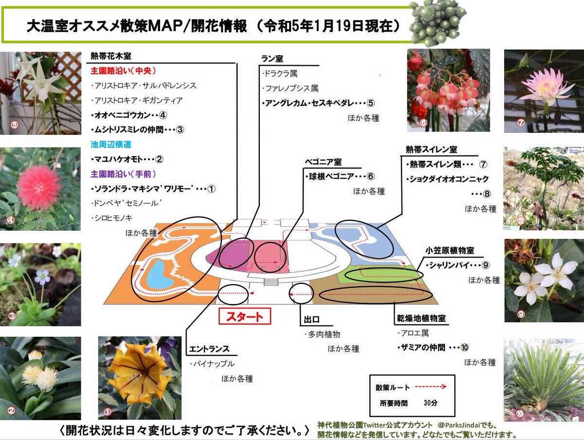 大温室オススメ散策MAP/開花情報を更新しました。
くわしくは→tokyo-park.or.jp/announcement/0…　
（広報係）#大温室　#神代植物公園