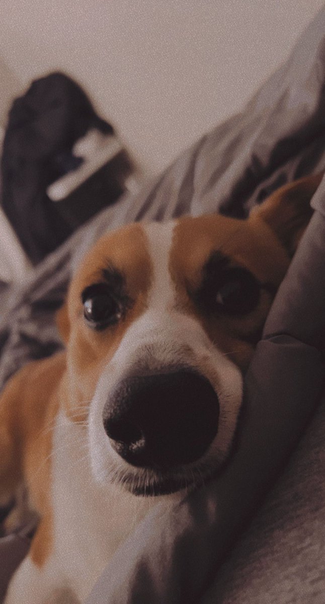 corgifanss's tweet photo. Good Morning from this sleepy puppy! I hope everyone has a great Wednesday, hooray to being half way through the week! ☀️🥱 #CorgiCrew #RiseandShine #LetsStayinBed https://t.co/1GW9UmEhNY