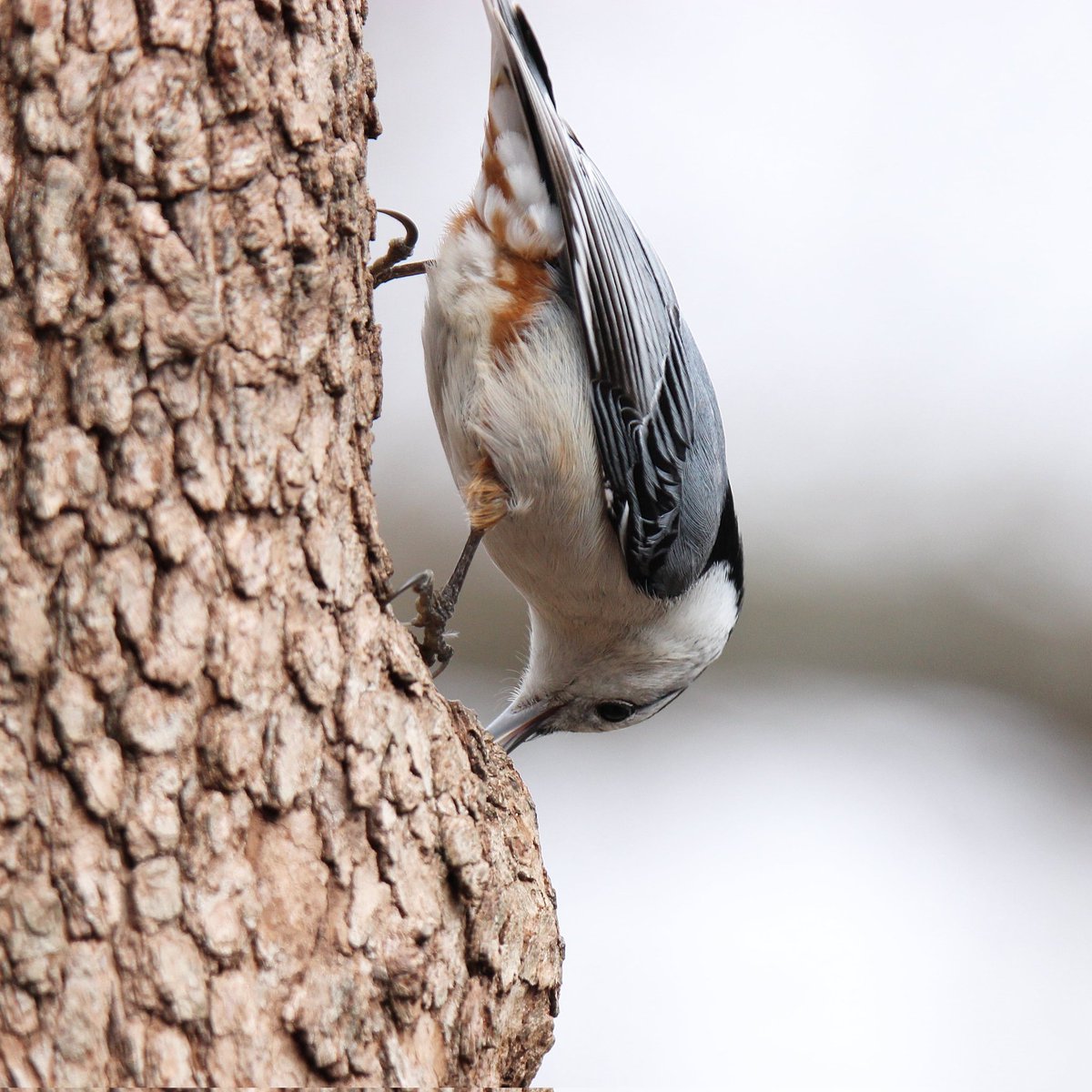 This white-breasted nuthatch is busy at work, breaking open a sunflower seed...
#sunflowerseeds #sunflower #sunflowerseed #birding #ohiobirding #ohiobirdworld #ohiobirdingphotography #ohiobirdlovers #nuthatch #whitebreastednuthatches #nuthatches #seeds #nuthatchpower