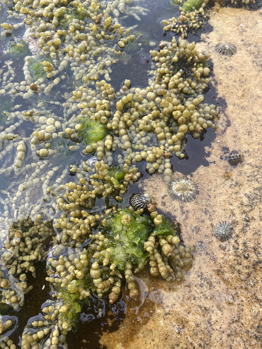 marinechat21's tweet photo. Neptune’s necklace found at Maroubra Beach today! Can you spot the algae? #MarEnvS20 https://t.co/zeoXbUnB3H