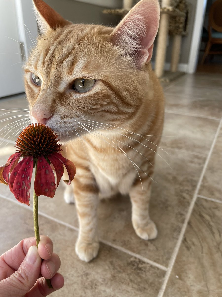 jasminebnorman's tweet photo. @GreenwaldTessa Hi my name is Franklin! I love family time, stopping to smell the flowers, and watching for squirrels. But I’ll run under the bed anytime the oven opens and I’m not sure about the sound of rain against the windows…scaaarryy https://t.co/h8c2RekK0b
