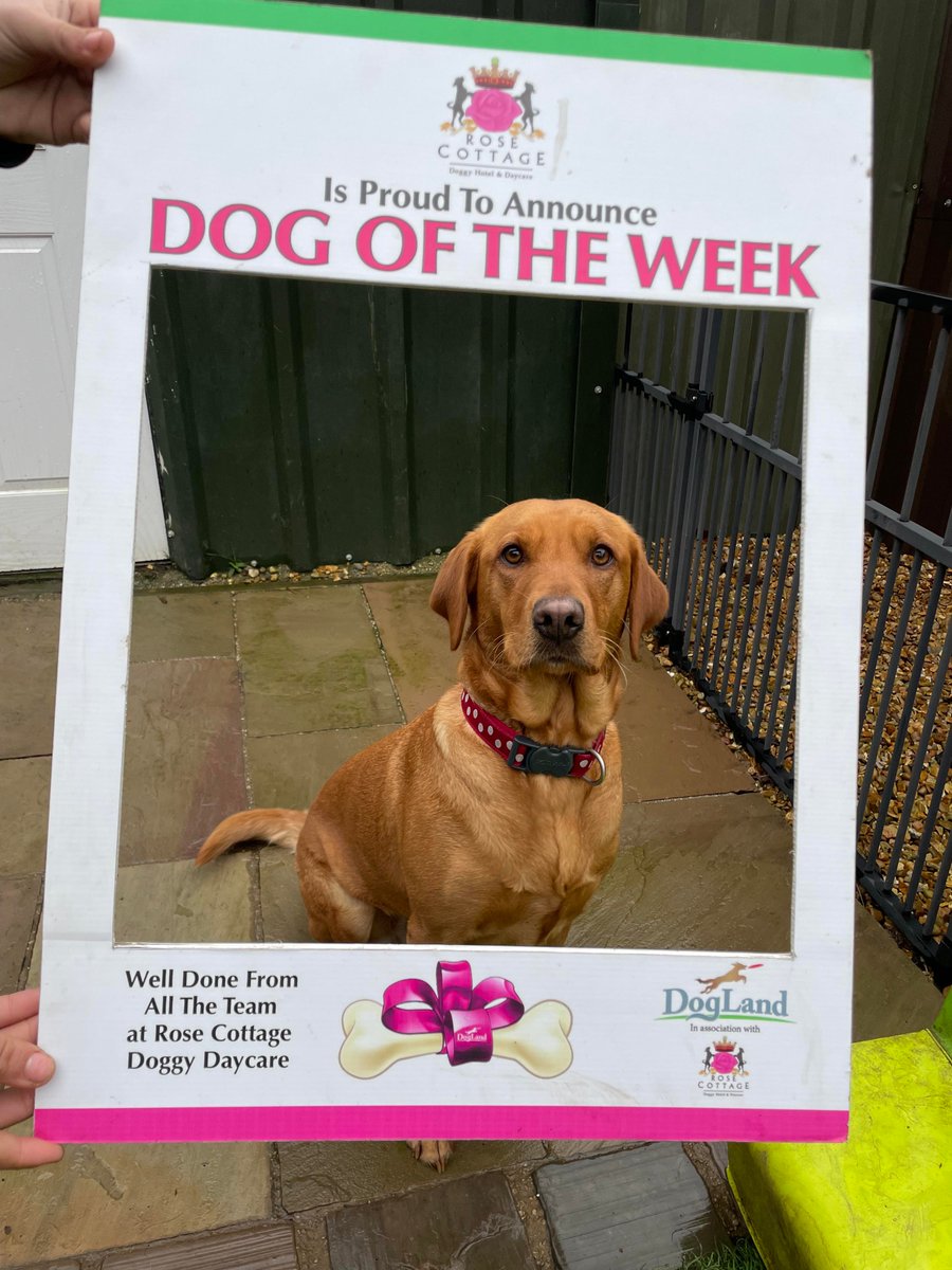Rose Cottage Doggy Day Care🐾 tweet media