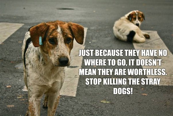 MireilleNeww's tweet image. #stopkillingstraydogs #lebanondogs