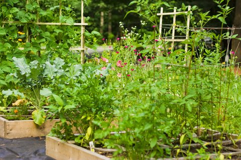 Have you ever thought about being involved in a community garden?  New research shows that gardening may help reduce cancer risk, boost mental health.
Participants consumed more veggies, got more exercise, and felt more connected and less anxious as a result.