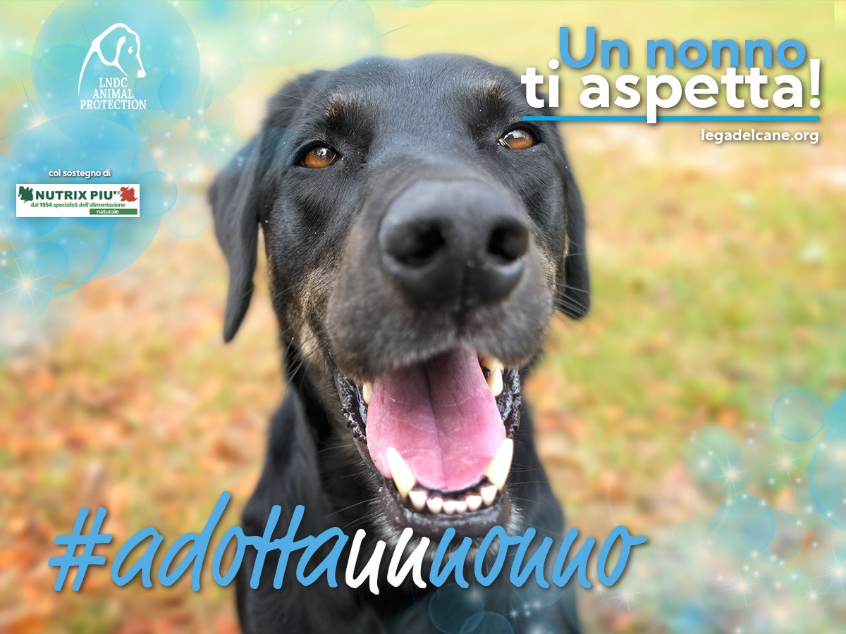 💙 ADOTTA UN NONNO 💙 Sono tanti, troppi i vecchietti ospiti dei canili italiani che non hanno mai provato l’affetto e il calore di una vera famiglia.
E’ a loro che dedichiamo questa iniziativa speciale.

Scopri di più ➡bit.ly/AdottaUnNonno2…