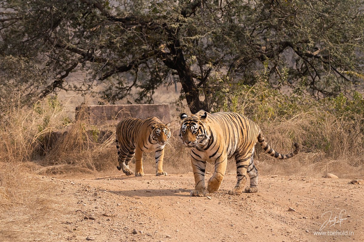 #Ranthambhore for me is not just about #Tigers. It's about Tigers in a beautiful forest with a lot of history, archaeology, ruins, legend, and aura. In the last 15 years, I must have dreamt of a #Tiger on the Chota Chatri a few dozen times.