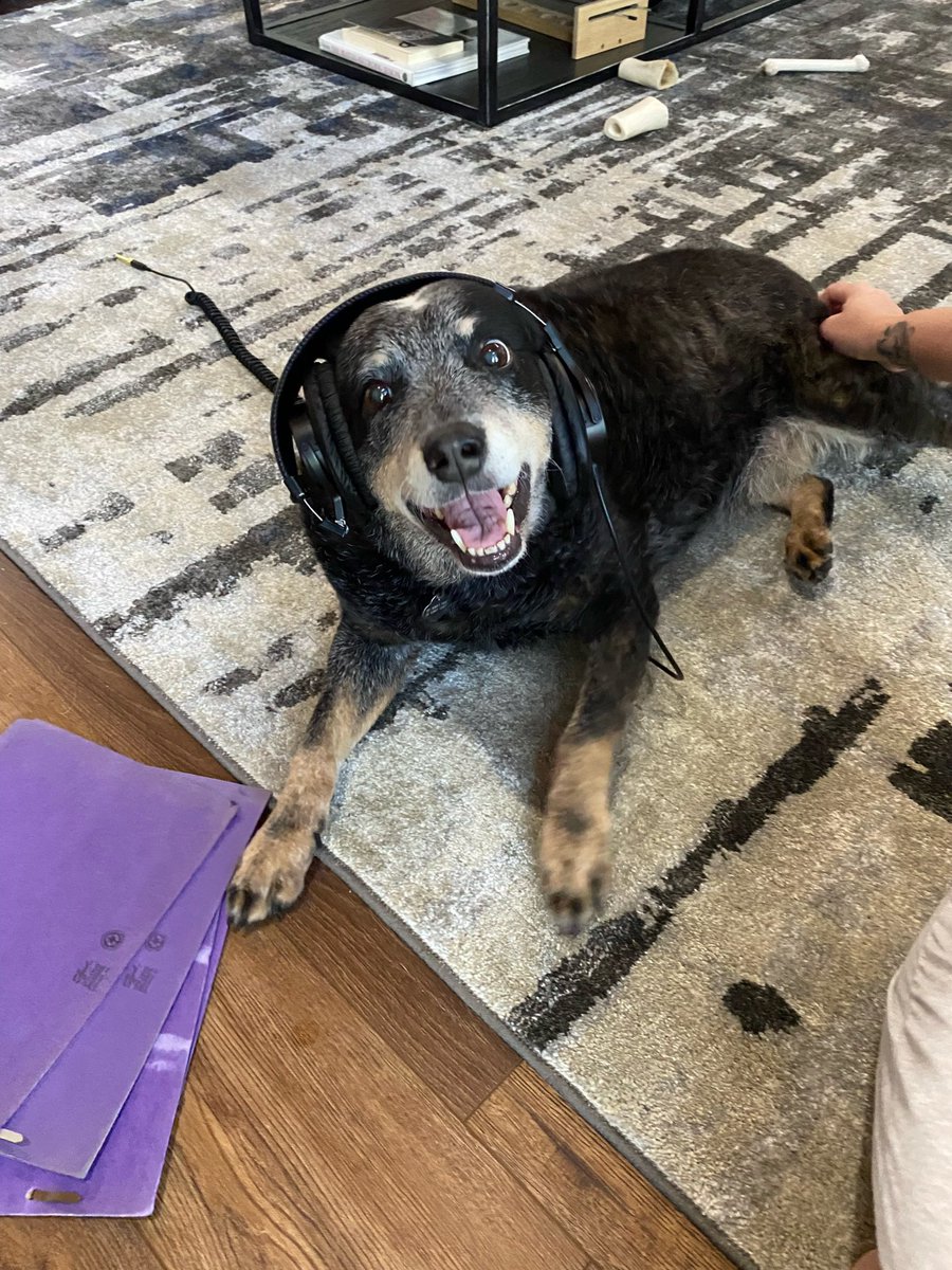WorldlyVoices's tweet photo. Everyday in the studio is a good day when you have this goofy guy as a coworker 🐶🎧 #voiceover #voiceacting #studiopup https://t.co/ATAUrgNAu0
