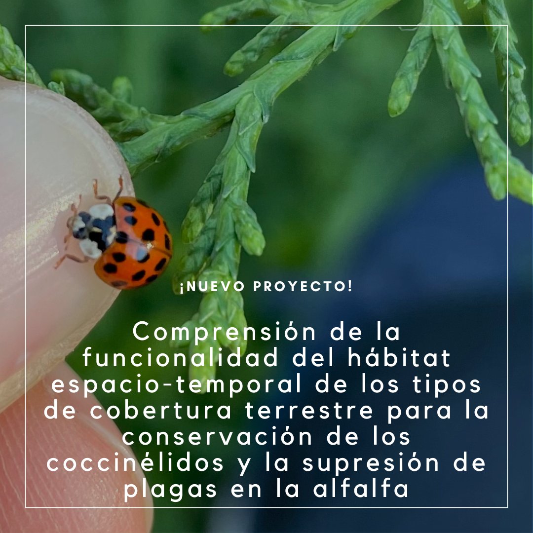 Chinitas de Chile tweet media