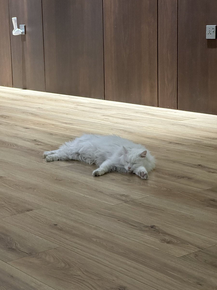 retroluci's tweet photo. Part time water guardian and full time rug https://t.co/zVJPSZ78KP