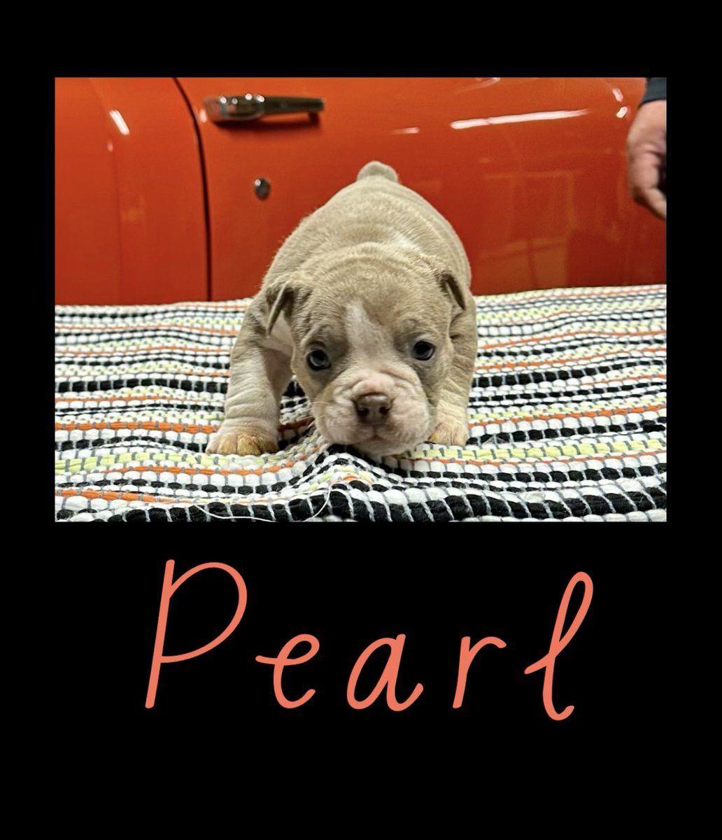 ZAlphaOFFICIAL's tweet photo. 💥IOEBA registered Olde English bulldogge💥
4 Females
5 males
Come with first &amp; second shots 
Tails docked 
Dewclaws removed 
⭐️Will be ready Feb. 4th ⭐️
ℹ️For more info call or text 806-663-0018ℹ️ https://t.co/fTBgcvKMqe
