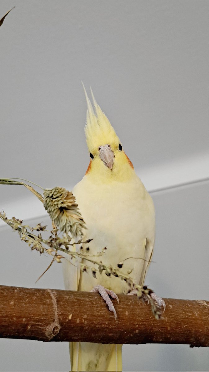 The_BirdBand's tweet photo. She's like: 'Ugh, what now?' Or 'stop with the pictures hooman' https://t.co/utXZUVohPp