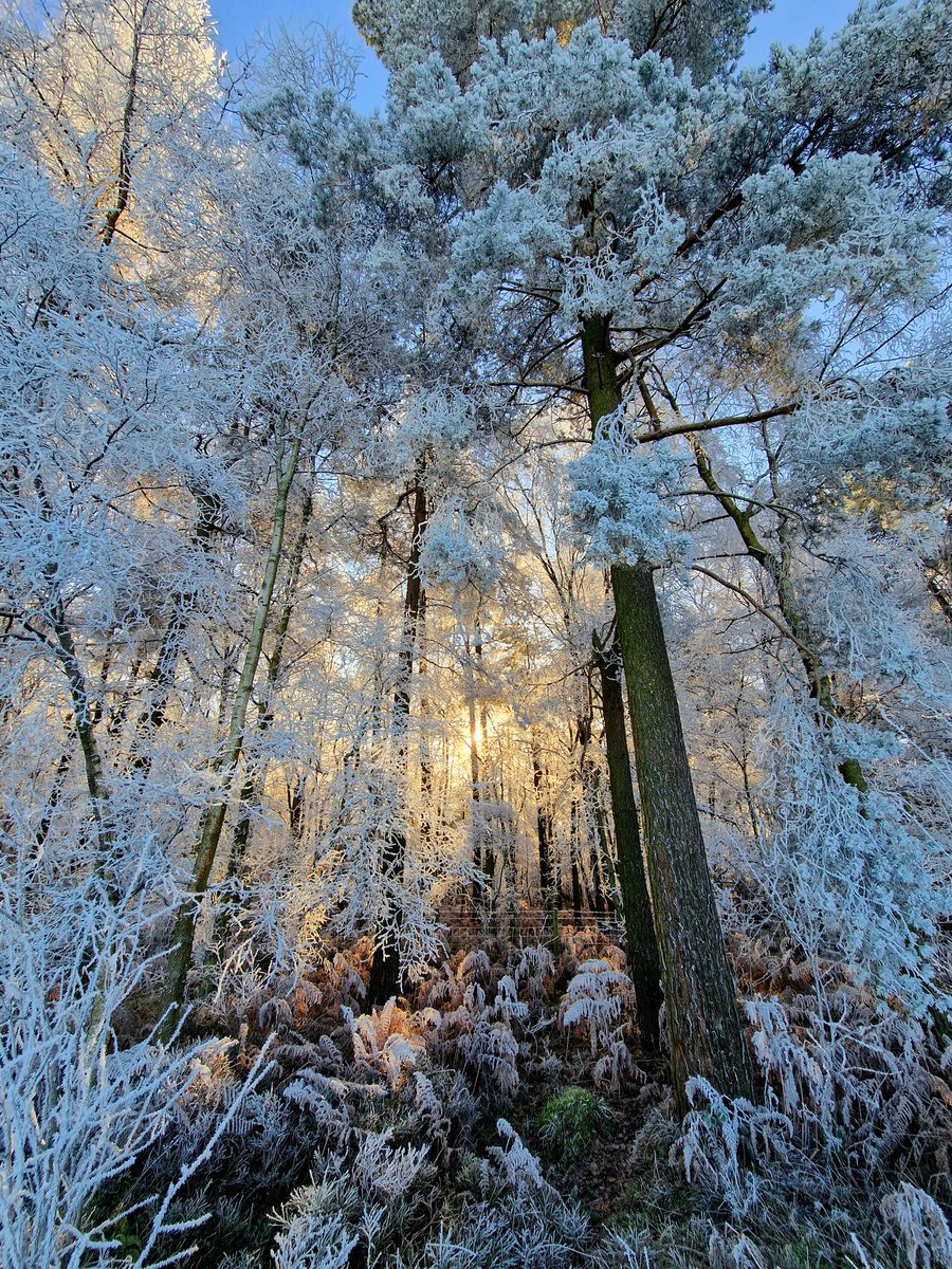 #frostyfriday It was so still... the frost so thick... the sun so low... maybe it's a #thickfrostfriday or a #hardfrostfriday. Definitely #thickandhard though...