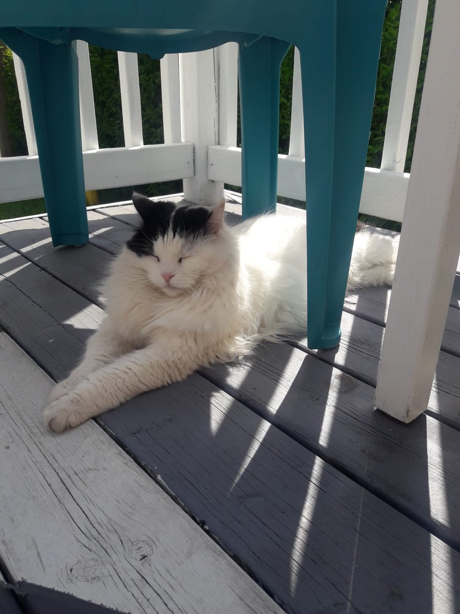 JaneSpotting's tweet photo. Was a cat an indoor or outdoor cat? She went outside anytime she liked but she knew her property boundary without needing a fence. She was also NOT "my" pet. She chose me as her human friend. #MootzMootz #CatsOfTwitter https://t.co/GUzLveaBDs