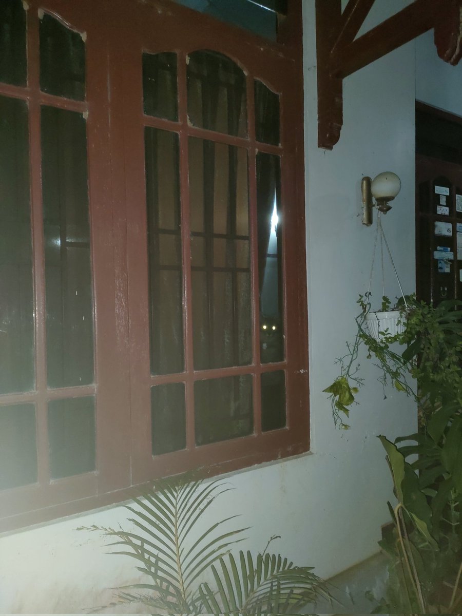 kochengfs's tweet photo. 🐈 Siapa yang mengnya suka nungguin di jendela 🤣🤣🤧 https://t.co/TPgQuydXdG
