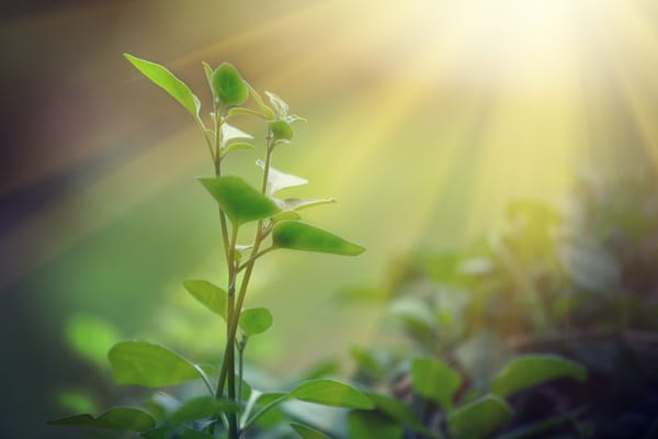 ICFHQ's tweet photo. Sustainability in your coaching practice can mean: 
🌱 Having the lifestyle you want
🌱 Reinvesting in professional development as a coach
🌱 Give back to your community
How do you practice sustainability in your coaching practice? https://t.co/Ie0P0Rkpn0 https://t.co/4JZ4ntTQOo