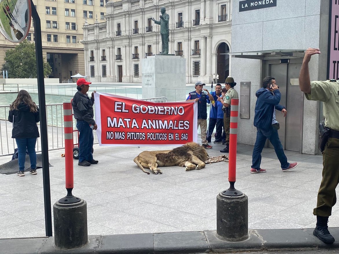 N_PrensaCL's tweet photo. 🔴 Representantes de Zoológico de Los Ángeles dejan un león muerto como protesta en el frontis de La Moneda. (@latercera) https://t.co/4NdOKCKXdq