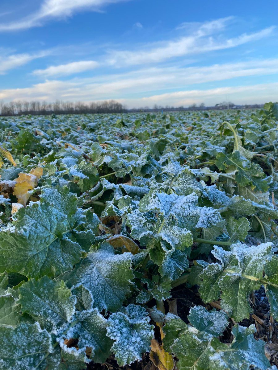 ADAMA (@adamauk_) on Twitter photo 🥶 Cold and frosty visit <a href="/Ad4ptAg/">AD4PT_AG</a> site <a href="/flawborough_fms/">Tom Hawthorne</a> - #OSR free from disease and no sign of #CSFB
Great to be #OutAndAbout with <a href="/kirstymckenzie_/">Kirsty McKenzie</a> - along with a spot of #dogronomy with her gorgeous hound 🐶 😍
#PhotoFriday 🥶 Cold and frosty visit <a href="/Ad4ptAg/">AD4PT_AG</a> site <a href="/flawborough_fms/">Tom Hawthorne</a> - #OSR free from disease and no sign of #CSFB
Great to be #OutAndAbout with <a href="/kirstymckenzie_/">Kirsty McKenzie</a> - along with a spot of #dogronomy with her gorgeous hound 🐶 😍
#PhotoFriday