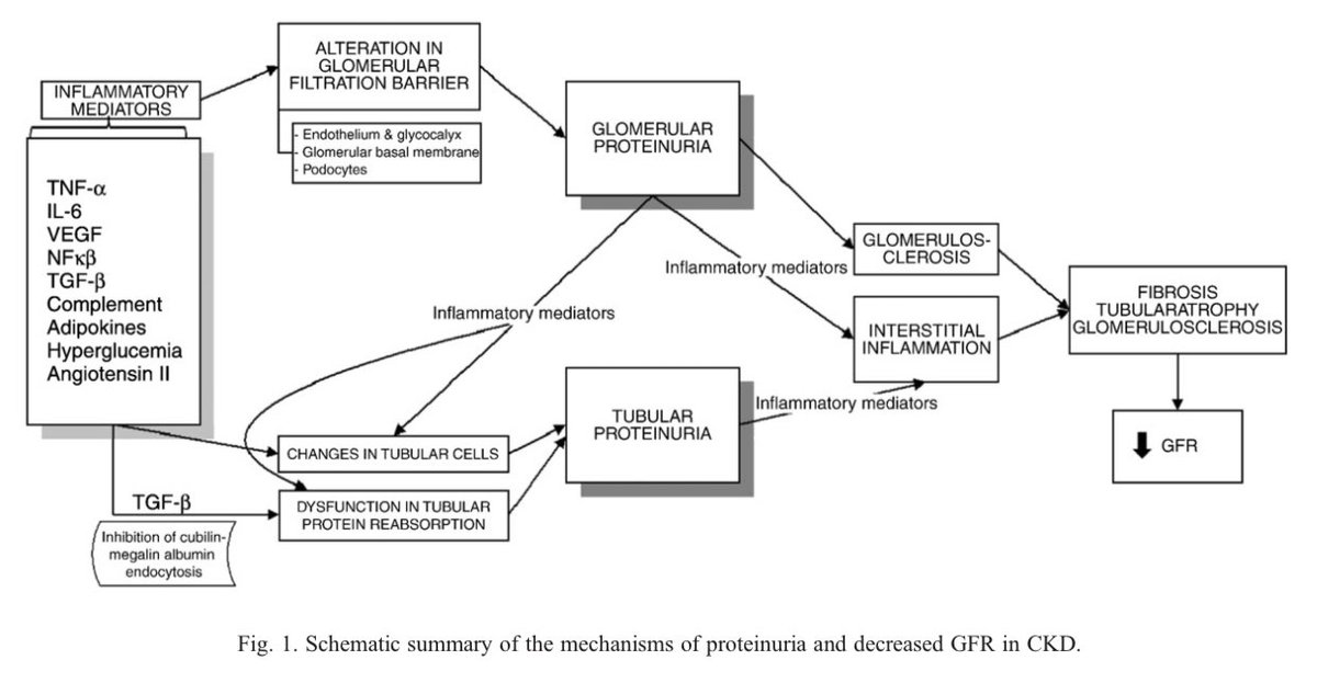 Edgar V. Lerma 🇵🇭 on Twitter "Renal Physiology 101 Albumin and its