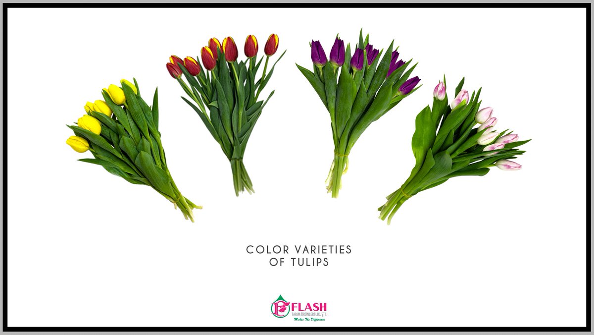 FlashFlower's tweet photo. Color Varieties Of Tulips 🌷
Lalelerimizin Renk Çeşitleri 🌷
#makesthedifference #farkyaratır #flowers #lale #tulip #çiçek https://t.co/DNe5uBTaWJ