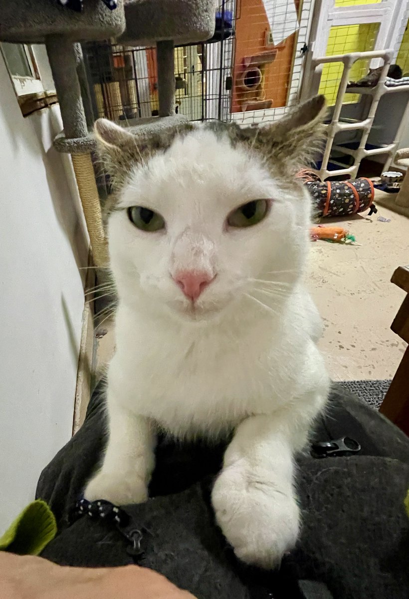 "I'm coming up!"😸Dwight likes to climb all the way up a lap! Really time for him to find his home now - he's healthy, happy &amp; ready💖Pls RT to help this sweet, sweet boy w/an amazing story! #AdoptDontShop #cat #cats #Virginia #noVA #Maryland #DC #WashingtonDC #pets #Friday #love