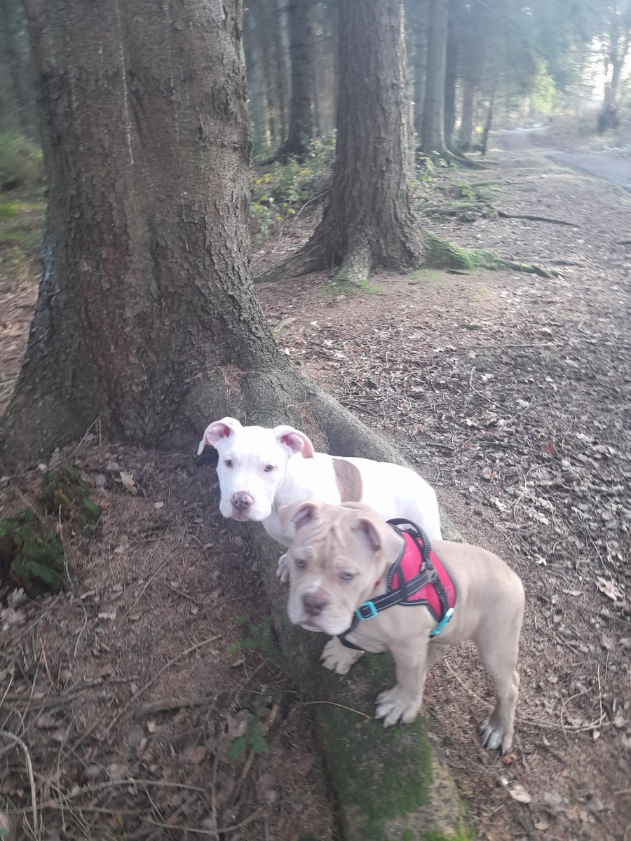SeanCowell2's tweet photo. OUR PUPPY TROY OUT WITH HIS WEE GIRLFRIEND NANA !!!
#puppy #CristianoRonaldo #dogs https://t.co/idby0qzR2b