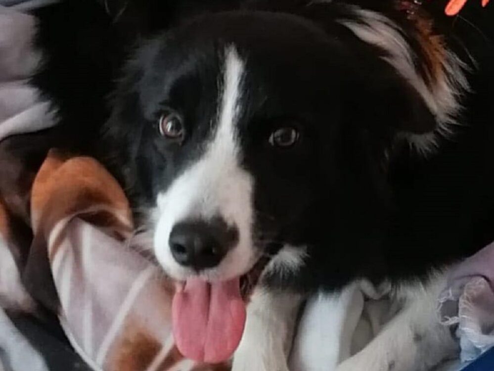 Lucy, Border Collie smarrita a Gubbio. Nessuno l'ha vista? - tesoriaquattrozampe.it/lucy-border-co…