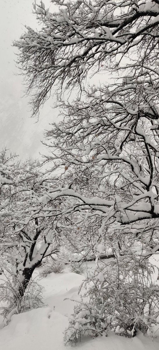 travelwitheth's tweet photo. Snowfall in Harsil Valley Uttarakhand India https://t.co/DYk6nLgQSV