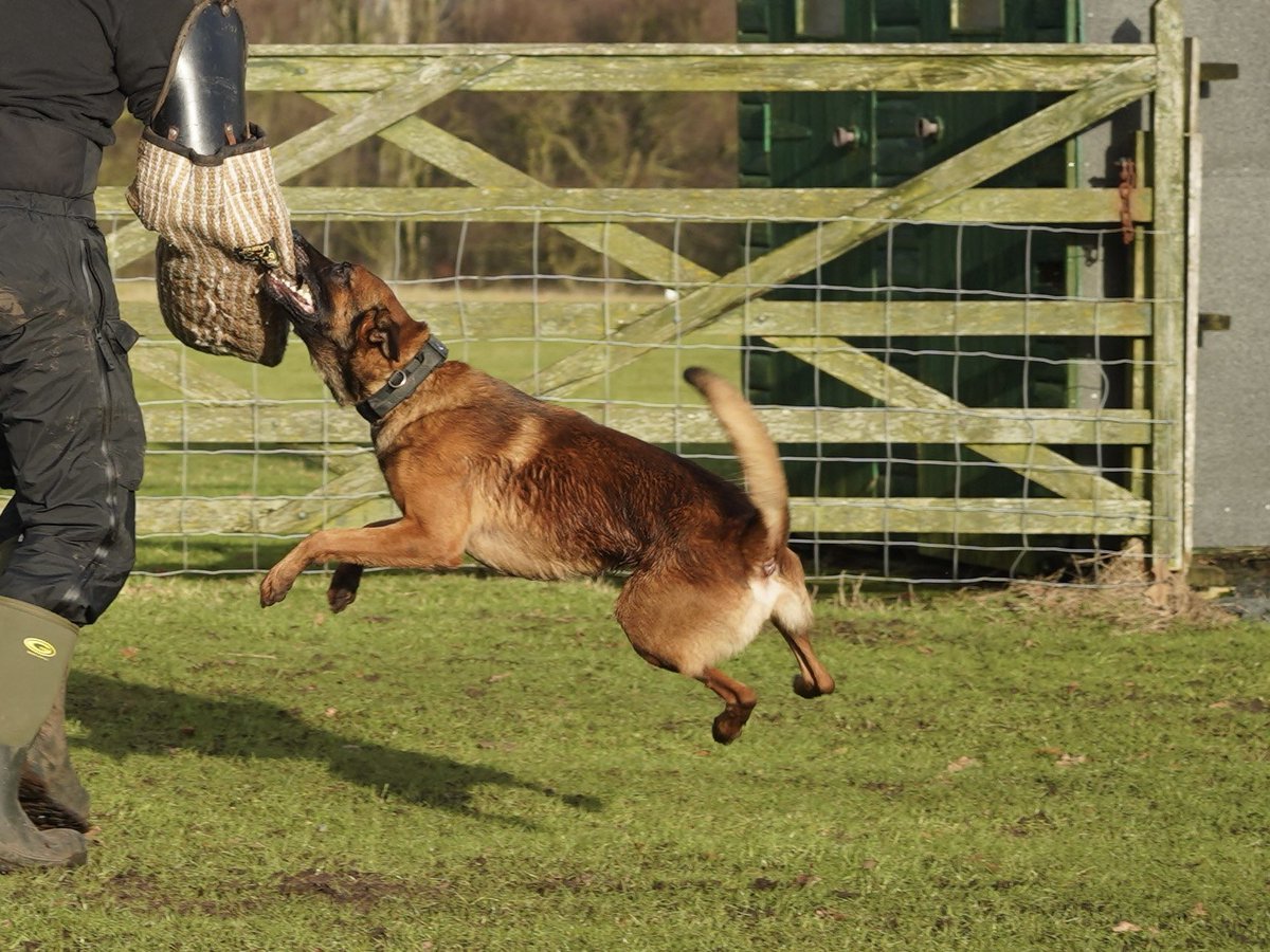 policedogunit's tweet photo. Training with PD Brodie 👮‍♀️🐕 https://t.co/K9Up3LwQCb
