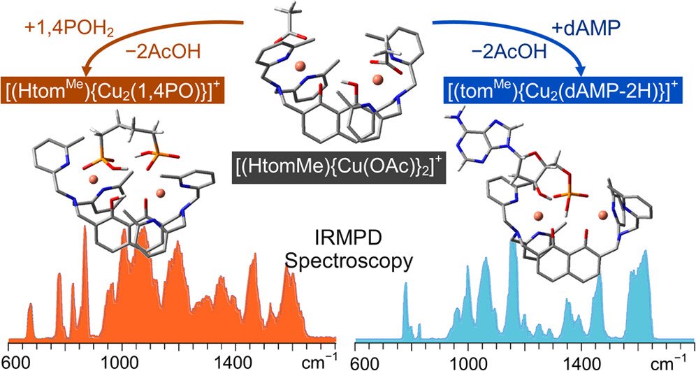 bhkenlo's tweet photo. Binding Modes of a Cytotoxic Dinuclear Copper(II) Complex with Phosphate Ligands Probed by Vibrational Photodissociation Ion Spectroscopy https://t.co/JA5RZXj6LG Corinti, Crestoni, and co-workers @InorgChem #copper #dinuclear #phosphate #vibrational #photodissociation #IRMPD #DNA https://t.co/G3KRILj9AR